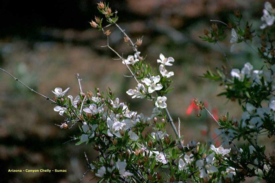 summac - plante indienne du canyon de chelly